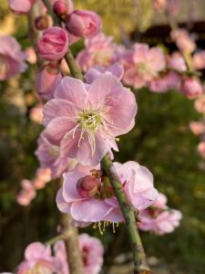 ピンクの梅の花