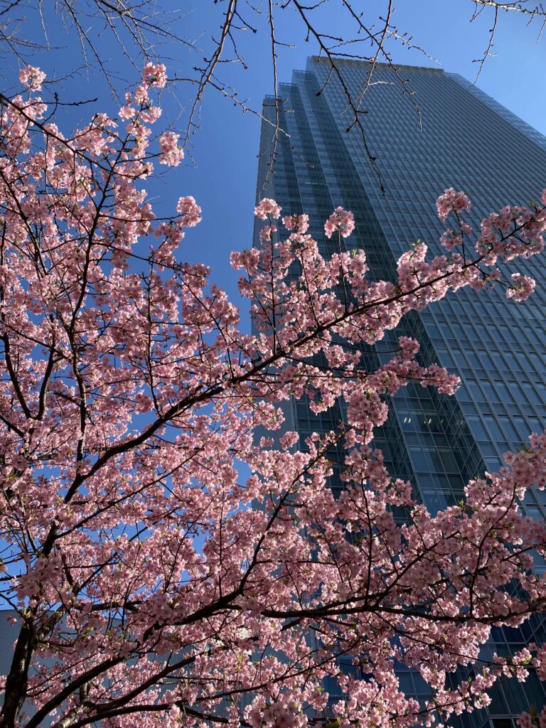 赤坂サカスと河津桜