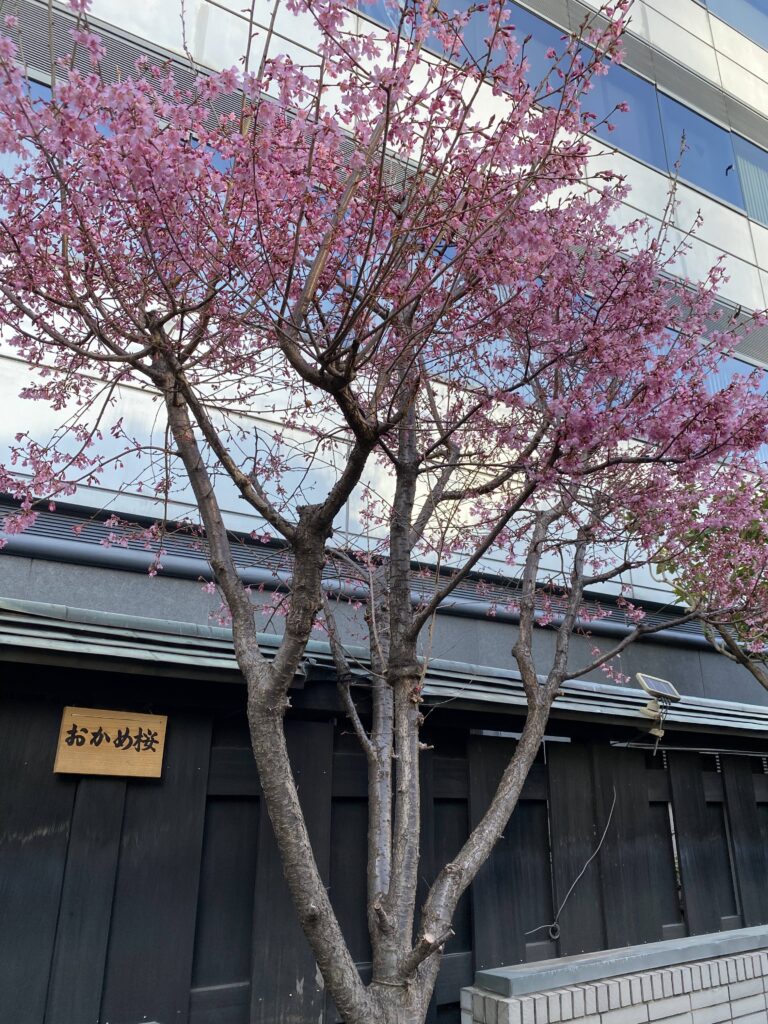 おかめ桜